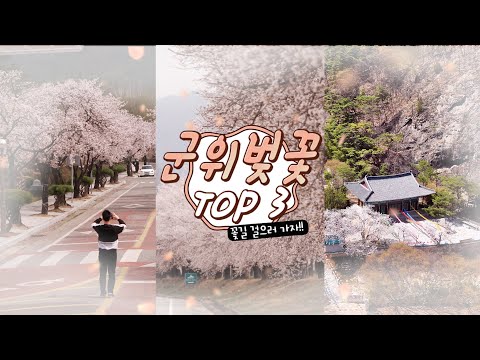 [어서와군위] 벚꽃 터널로 떠나는 여행....군위 벚꽃 TOP 3