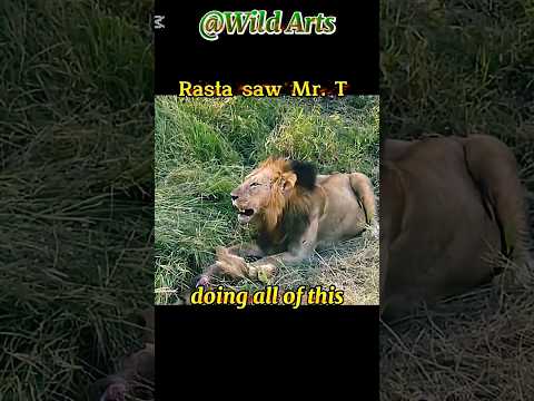 Mr T Mapogo Satan killed own Brother cubs😱 #shortsfeed#shortshorts#viralshorts#uoloadshorts#trending