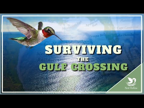 Hummingbird Migration: 5 Ways To Survive Gulf of Mexico Crossing