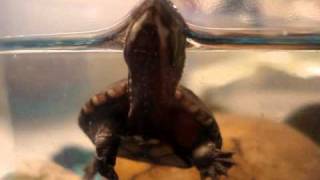 miss myrtle triathlon