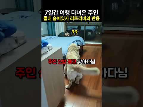 일주일 여행 다녀온 주인이 집에 몰래 숨어있자 리트리버의 반응