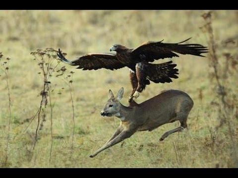 WATCH A GOLDEN EAGLE HUNTING FOR DEER