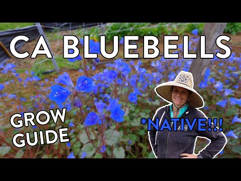 Essential Tips for Thriving California Bluebells in Your Native Garden