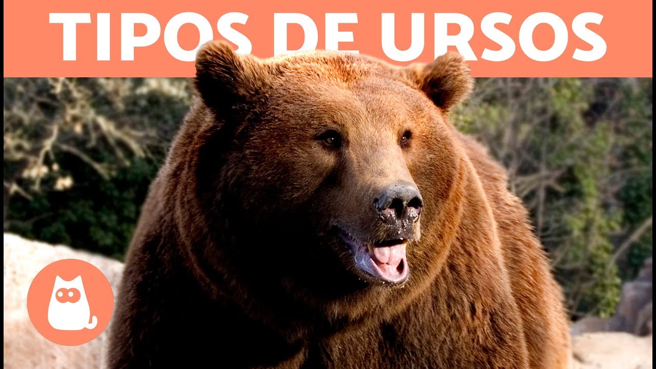 8 TIPOS DE URSOS SELVAGENS 🐻 (e incríveis)