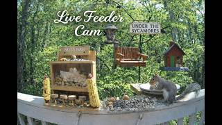 Bird and Squirrel Feeder - Under the Sycamores- Charlotte, North Carolina - #birdfeeder #birds