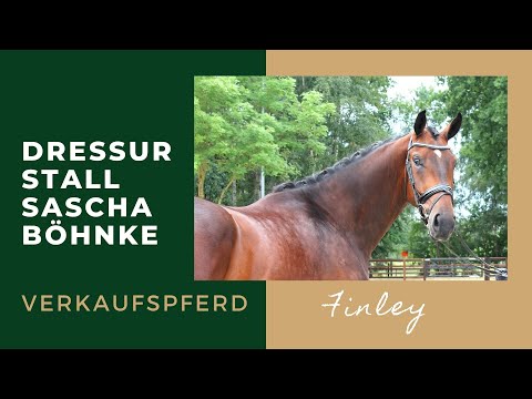 Finley v  First Ampere