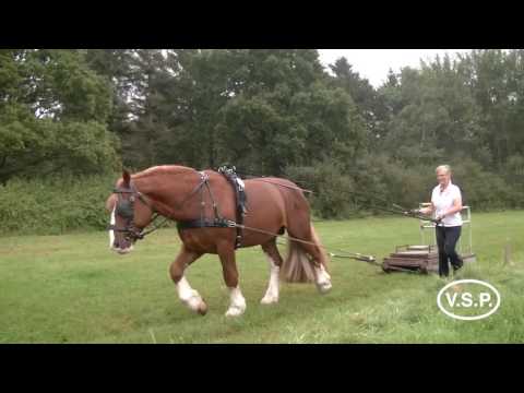 Schleswiger Kaltblut-Hengst Filius von Wacholder - Duell - Varus - Zugtest
