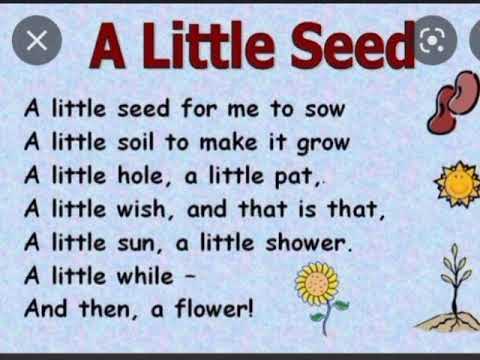 A little seed / a little seed for me to sow/ a little soil to /nursery poem for kids @study with Fun