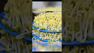 Download lagu Grow Bean Sprouts just at home! No Soil, No Fuss 🌱🔥 mp3