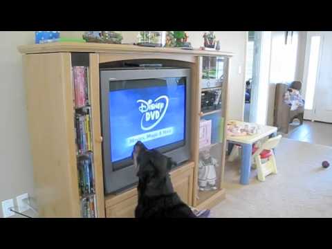 Dog hates Disney DVD's