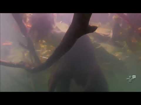 documentário completo da vida selvagem um Discovery Channel gratuito para você Curtir!!