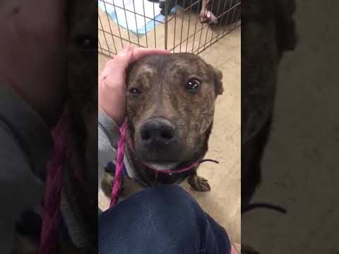 Rudy, an adopted Dutch Shepherd Mix in Locust, NC_image-1