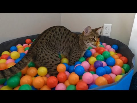 What We Do To Keep Our F2 Savannah Cats Entertained! #cute #cat #video