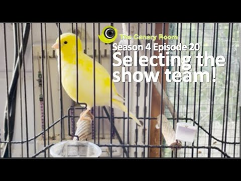 The Canary Room Season 4- Episode 20 - Selecting the show team