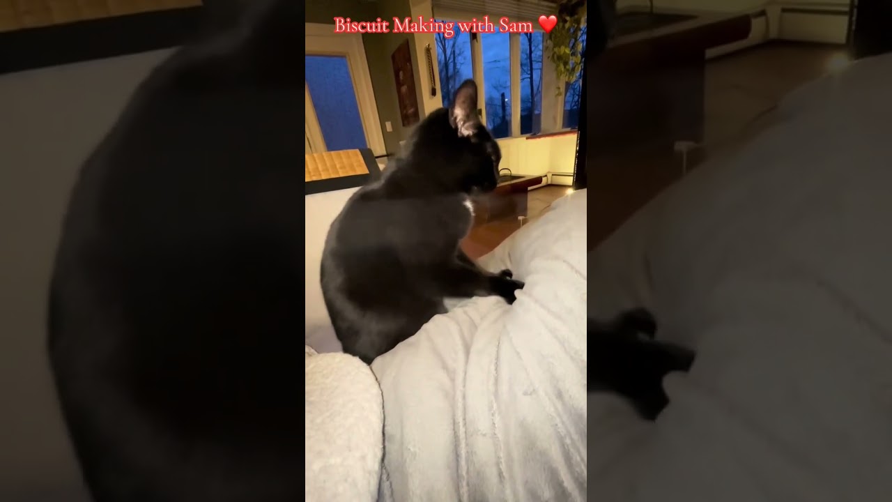 Enlarge Sam, a Adoptable Domestic Short Hair in Greenburgh, NY video 4/4