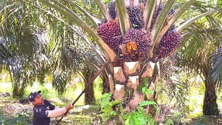 Download lagu PANEN SAWIT TERBENGKALAI DI KEBUN RAJA OBROK TAPI BUAHNYA ISTIMEWA.! mp3