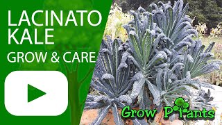 Lacinato Kale - grow & care (Tuscan kale)