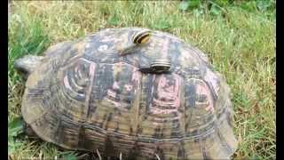 Comptines et chansons pour enfants: L'escargot et la tortue clip