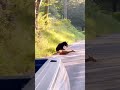 Black Bear Killing A Deer