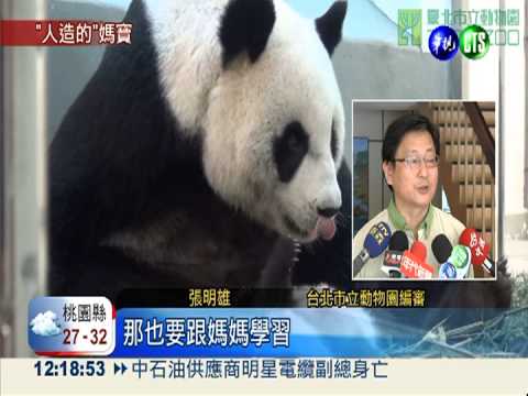 圓仔當媽寶! 吃飽睡好全靠圓圓