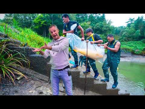 Modern Koi Blog #4412 - How should ponds be disinfected after a KHV outbreak?