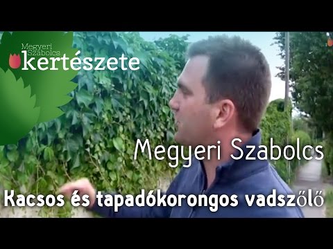 Kacsos vadszőlő - Parthenocissus quinquefolia - Tapadókorongos vadszőlő összehasonlítás