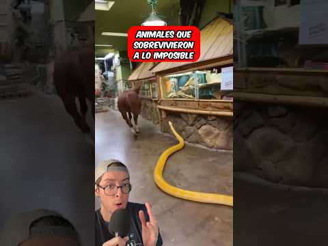 Animales Que Sobrevivieron A Lo Imposible 🙈 #shorts