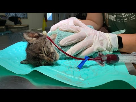 Trying To Save A Baby Bobcat's Life