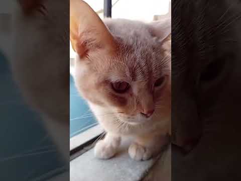 #cat #haveitoldyoulatelythatiloveyou #music