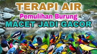 Download lagu PEMULIHAN BURUNG MACET BUNYI DENGAN TERAPI AIR, TERAPI AIR UNTUK SEMUA JENIS BURUNG MACET BUNYI mp3