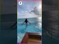 Andrea Jeremiah Latest Hot Video With Bikini In Beach Pool Shorts Beach Sceneries Hot Videos