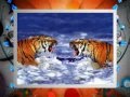 Lions And Tigerss