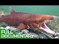 Europe S Great Wilderness Episode 3 Europe S Living Waters Free Documentary Nature