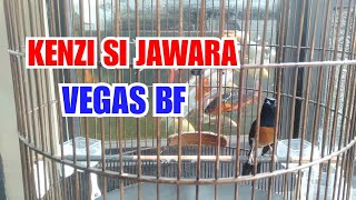 Download lagu Kenzi Burung Murai Batu Jawara Trah Vegas BF Buka Krodong Langsung Nembak Bongkar Isian mp3