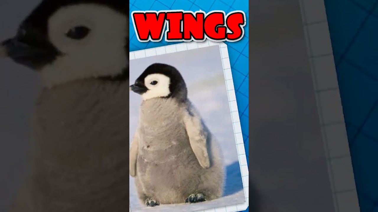 WHY FLIGHTLESS BIRDS HAVE WINGS?
