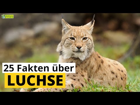 25 Steckbrief-Fakten über Luchse - Doku-Wissen über Tiere - für Kinder