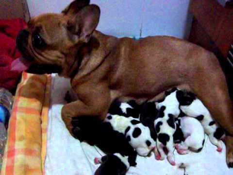 catalina y sus cachorros 2ª camada