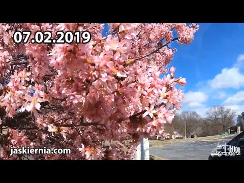 Vlog#19  Jak to jest naprawdę w niebie i kiedy zakwitną kwiaty?