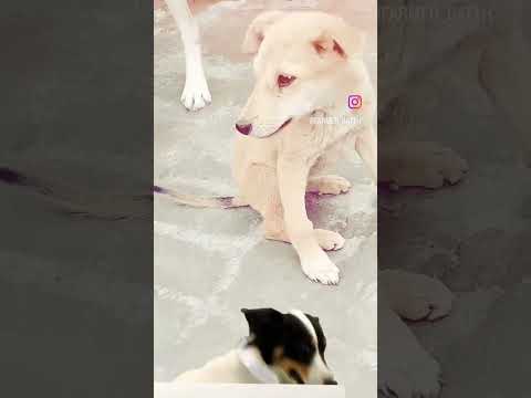 Cute Puppies | Puppies Playing | Satinder Sartaaj New Song #shorts #trending #viral #doglover #dogs