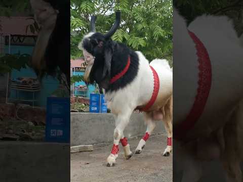 Qurbani Ka Bakra - Our Favourite Mirza ✨❤ - #bakra #biggoats #viral #share #farm  #bakraeid2024