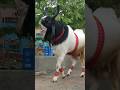Qurbani Ka Bakra Our Favourite Mirza Bakra Biggoats Viral Share Farm Bakraeid2024