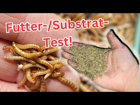 Mehlwurm-Ernährungsexperiment: Weizenkleie vs. Spezialmischung!