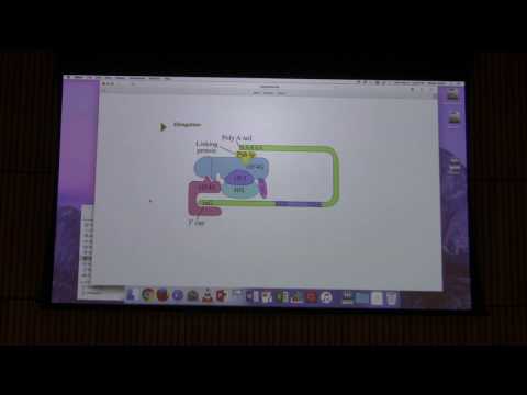 Translation III / Gene Expression I - Kevin Ahern's BB 451 Lecture #48 2017