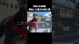 全身麻酔による腫瘍摘出手術。フレブルの麻酔リスクに不安すぎた…