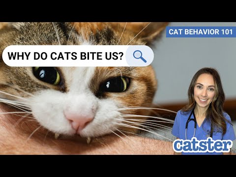 Why Do Cats Bite When You Pet Them? (vet answer) | Excited Cats