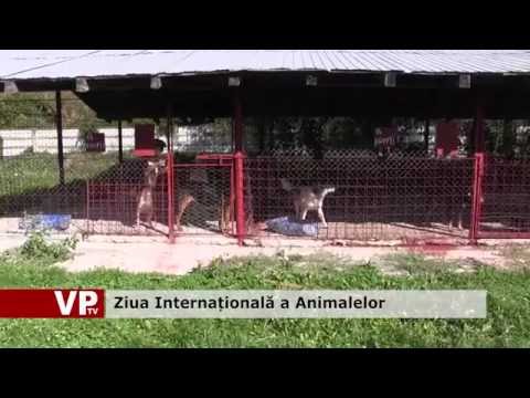 Ziua Internațională a Animalelor