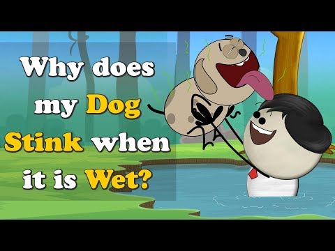 愛犬が濡れていると臭うのはなぜ？| 濡れていると臭うのはなぜ？ (Why does my Dog Stink when it is Wet? | #aumsum)