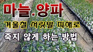 [텃밭농부.869]  마늘과 양파가 겨울철 얼어 죽지 않게 해 주는 방법. #마늘재배 #양파재배