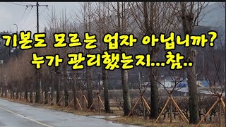 가로수를 밀식 식재하다니...한심 합니다.