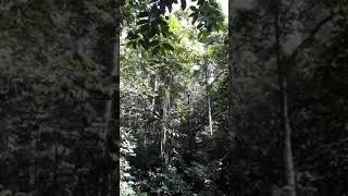 Download lagu Jungle Sounds of Borneo II(2) mp3 Download lagu Jungle Sounds of Borneo II(2) mp3